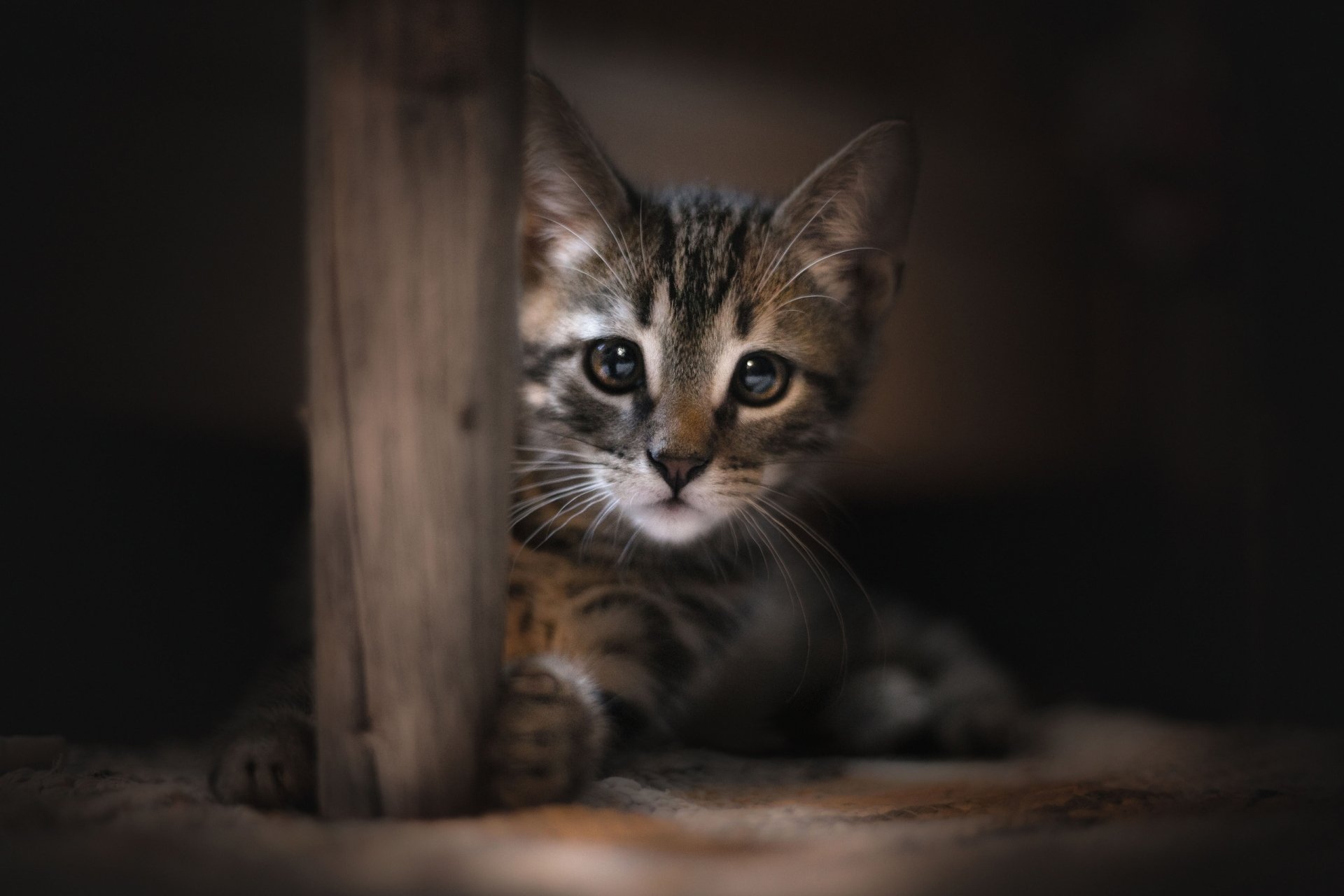 A HD desktop wallpaper featuring a baby kitten with large eyes staring intently, capturing the innocence of a young cat in a softly lit setting.
