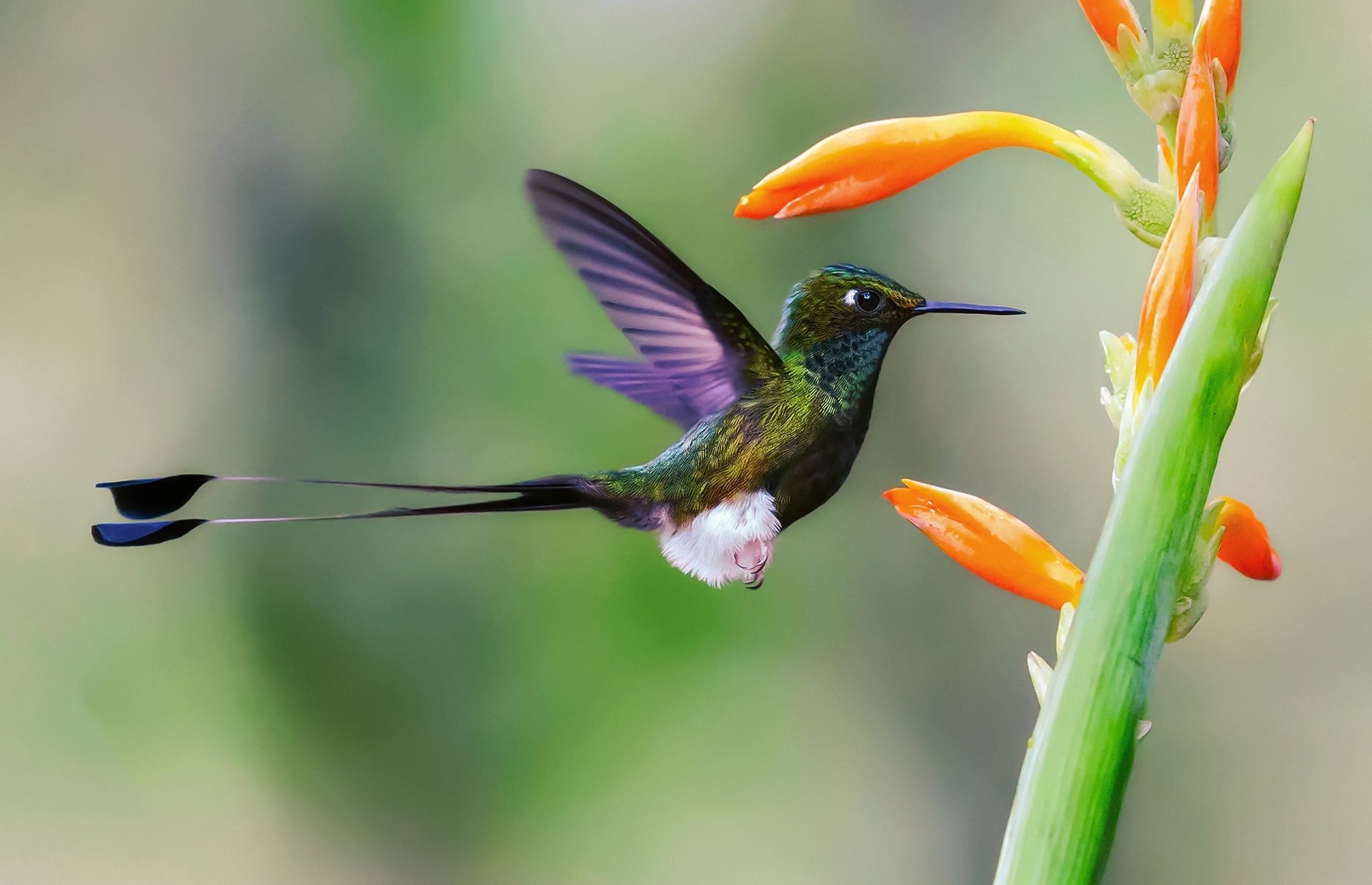 Download Close-up Bird Animal Hummingbird HD Wallpaper