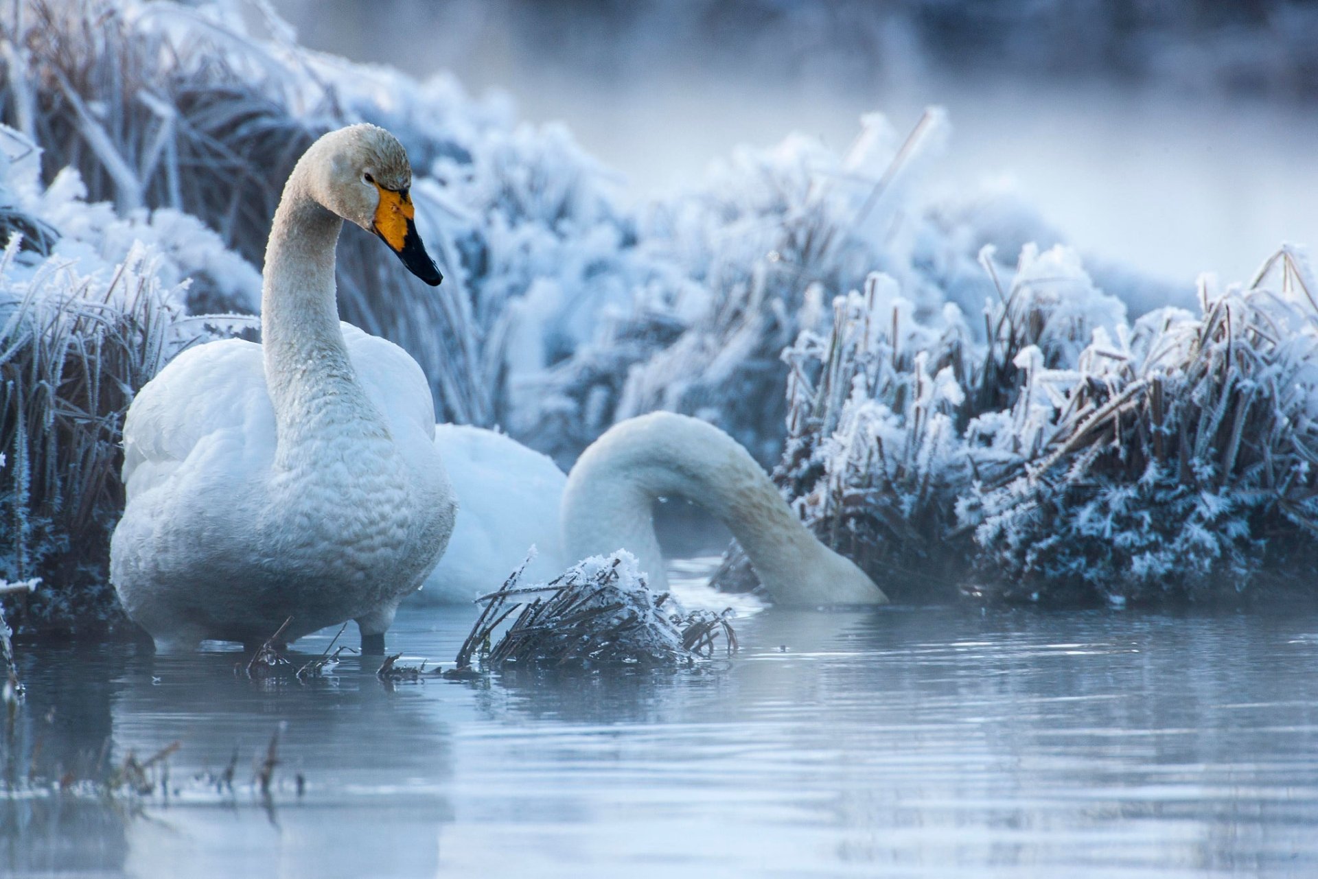 Download Winter Bird Swan Animal Whooper Swan HD Wallpaper