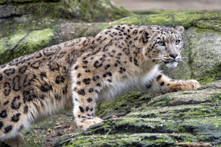 A striking snow leopard gracefully navigates rocky terrain, showcasing its beautiful fur and distinctive spots. This high-definition image serves as a captivating desktop wallpaper.