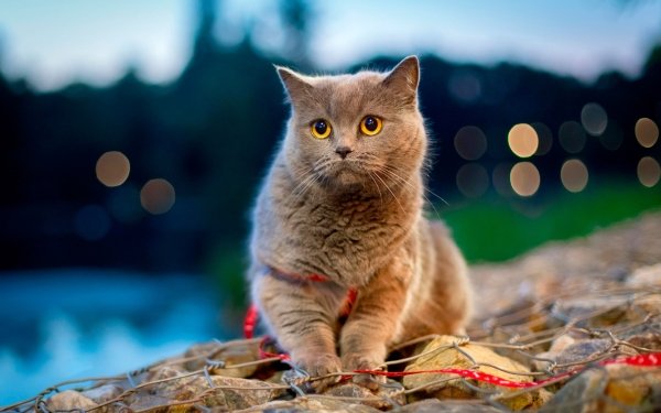Animal Cat Cats Depth Of Field Bokeh HD Wallpaper | Background Image