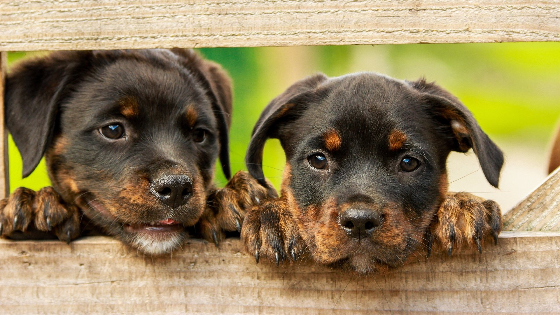 Two Rottweiler puppies peeking over a wooden fence, baby animals dog portrait rendered as a 4K Ultra HD PC desktop wallpaper background.