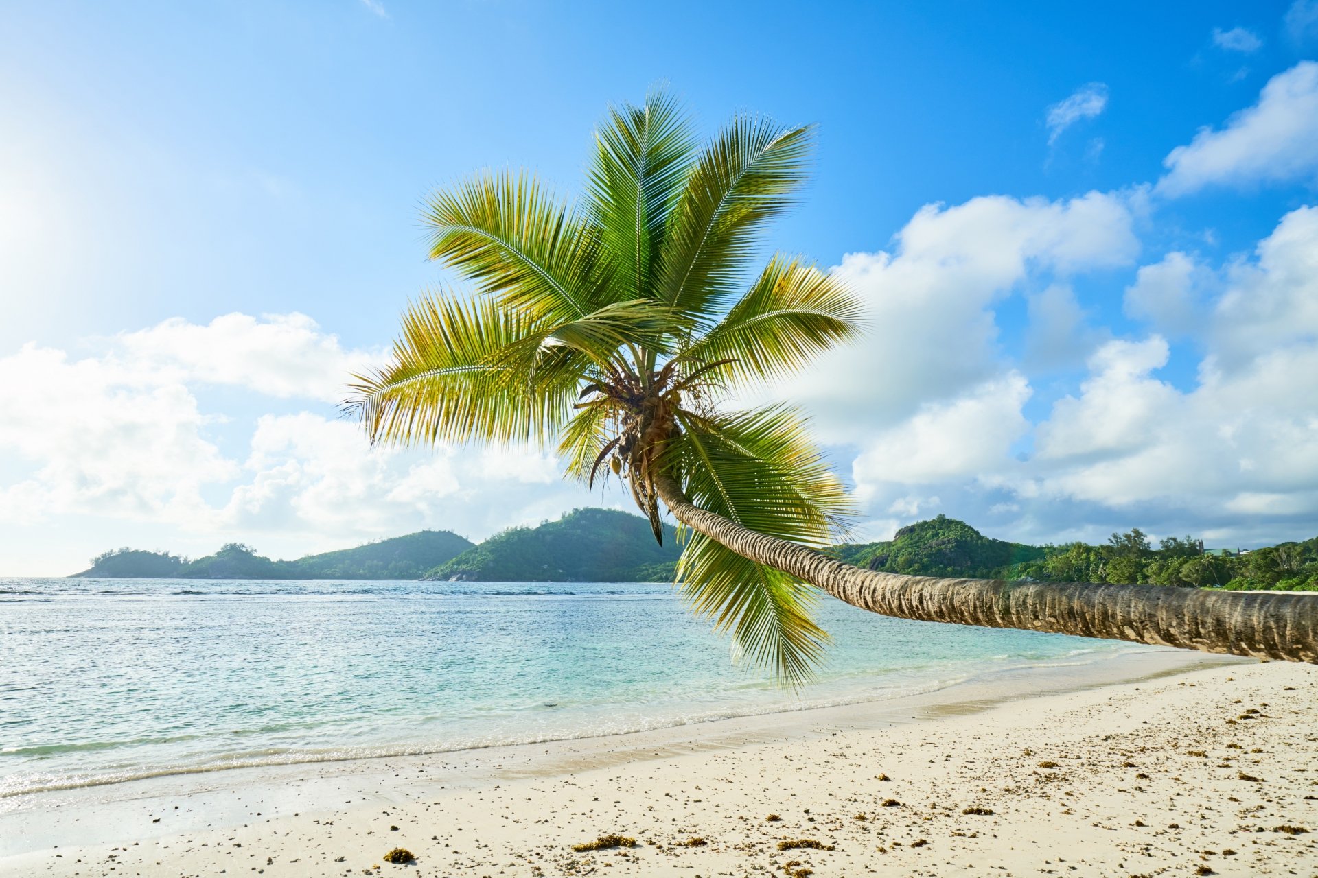 4K Ultra HD desktop wallpaper of a tropical beach with white sand, clear blue water, and a gently curved palm tree under a bright sky.