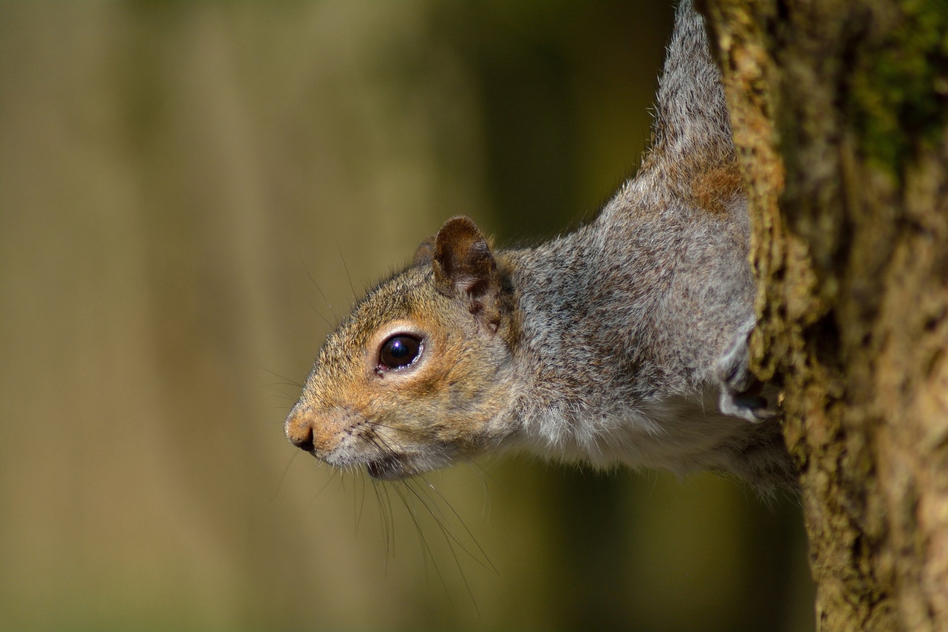 Download Rodent Animal Squirrel 4k Ultra HD Wallpaper