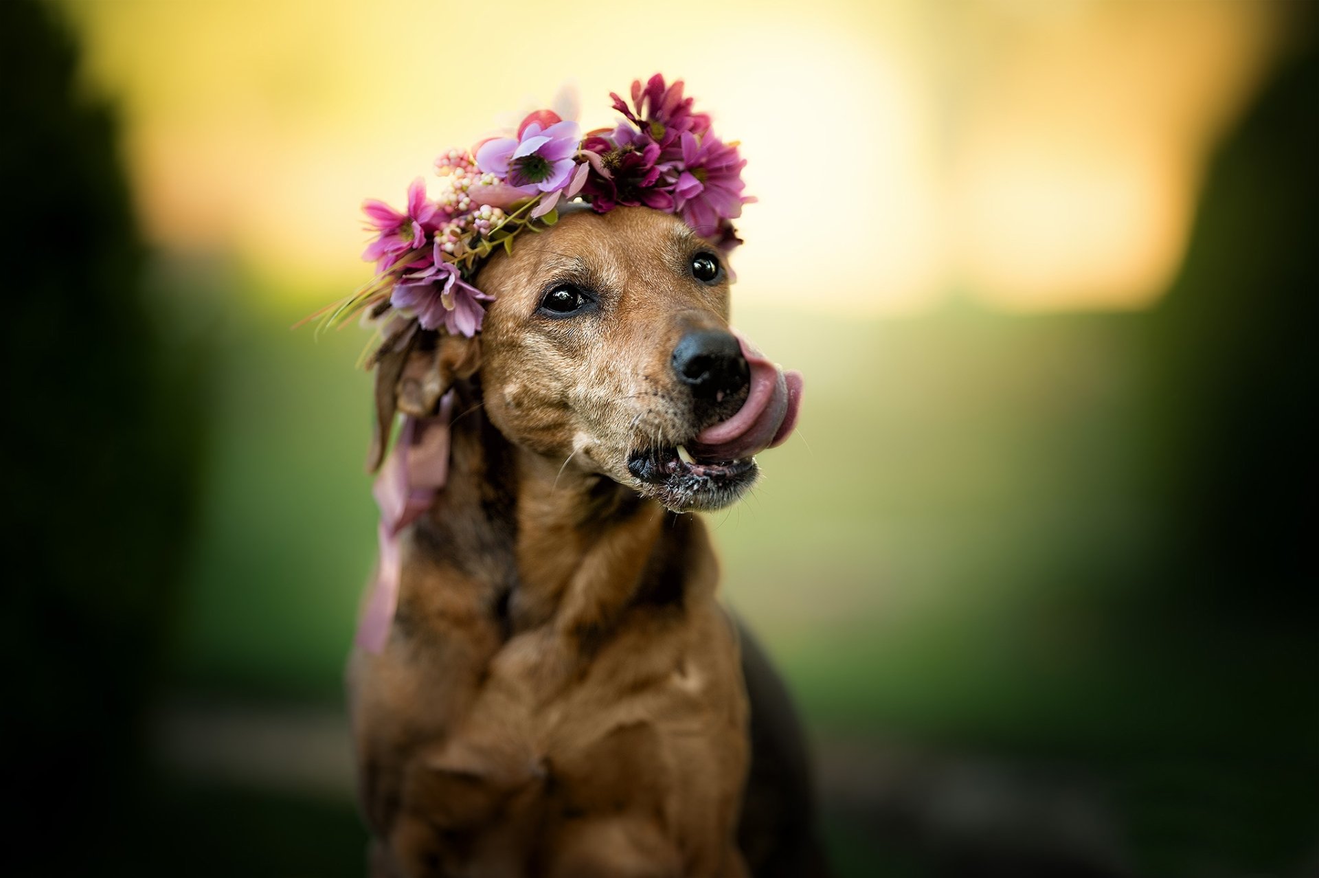 HD desktop wallpaper of a brown dog wearing a floral wreath, tongue out, shallow depth of field creates soft bokeh background.