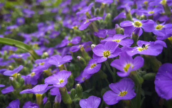 Close-up of vibrant purple flowers in nature with yellow centers and lush green foliage — 5K Ultra HD PC desktop wallpaper and background.