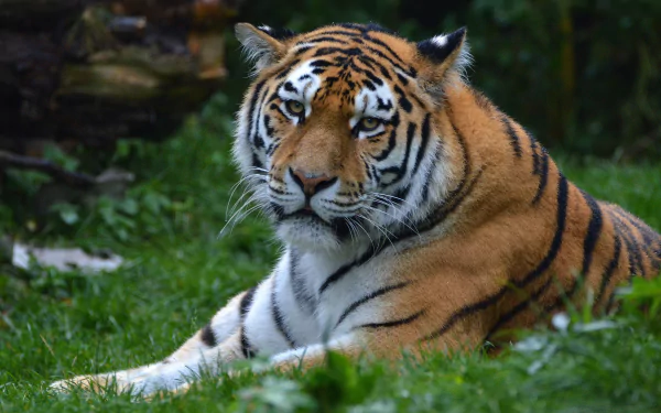 A majestic tiger with an intense stare lies on grass, captured in stunning 4K Ultra HD quality for a striking PC desktop background.