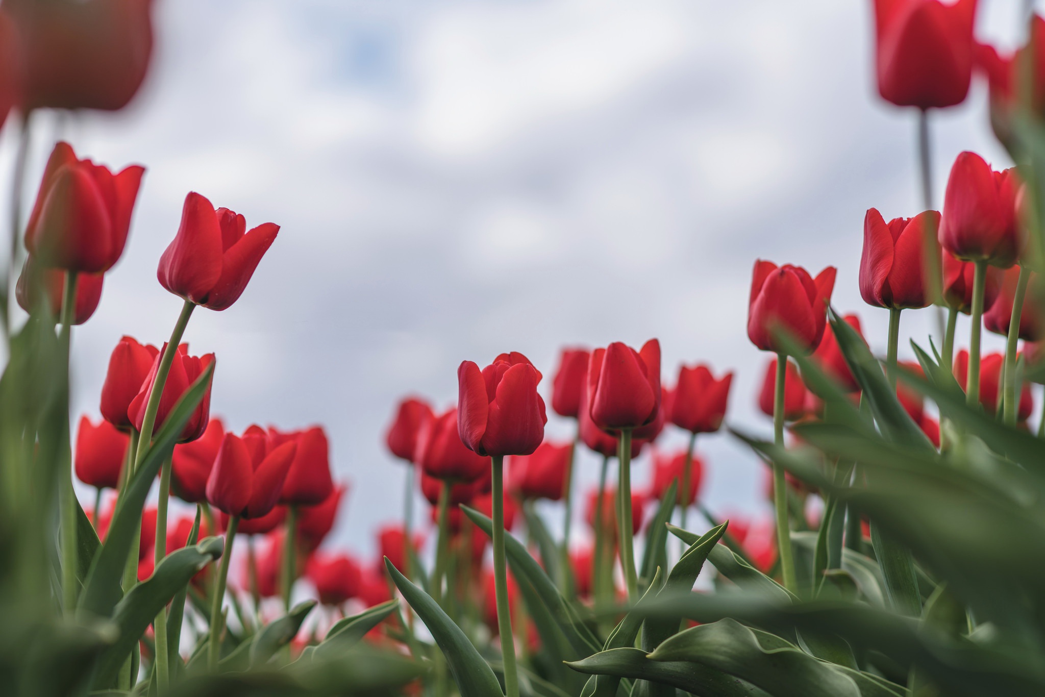 Download Close-up Red Flower Flower Nature Tulip HD Wallpaper