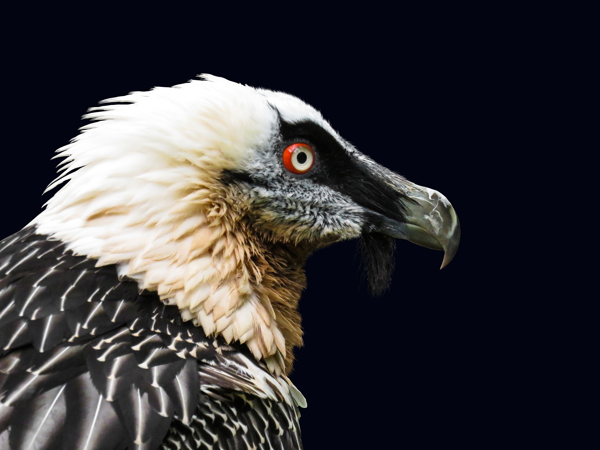 Bearded vulture Portrait HD Wallpaper | Background Image | 1920x1440