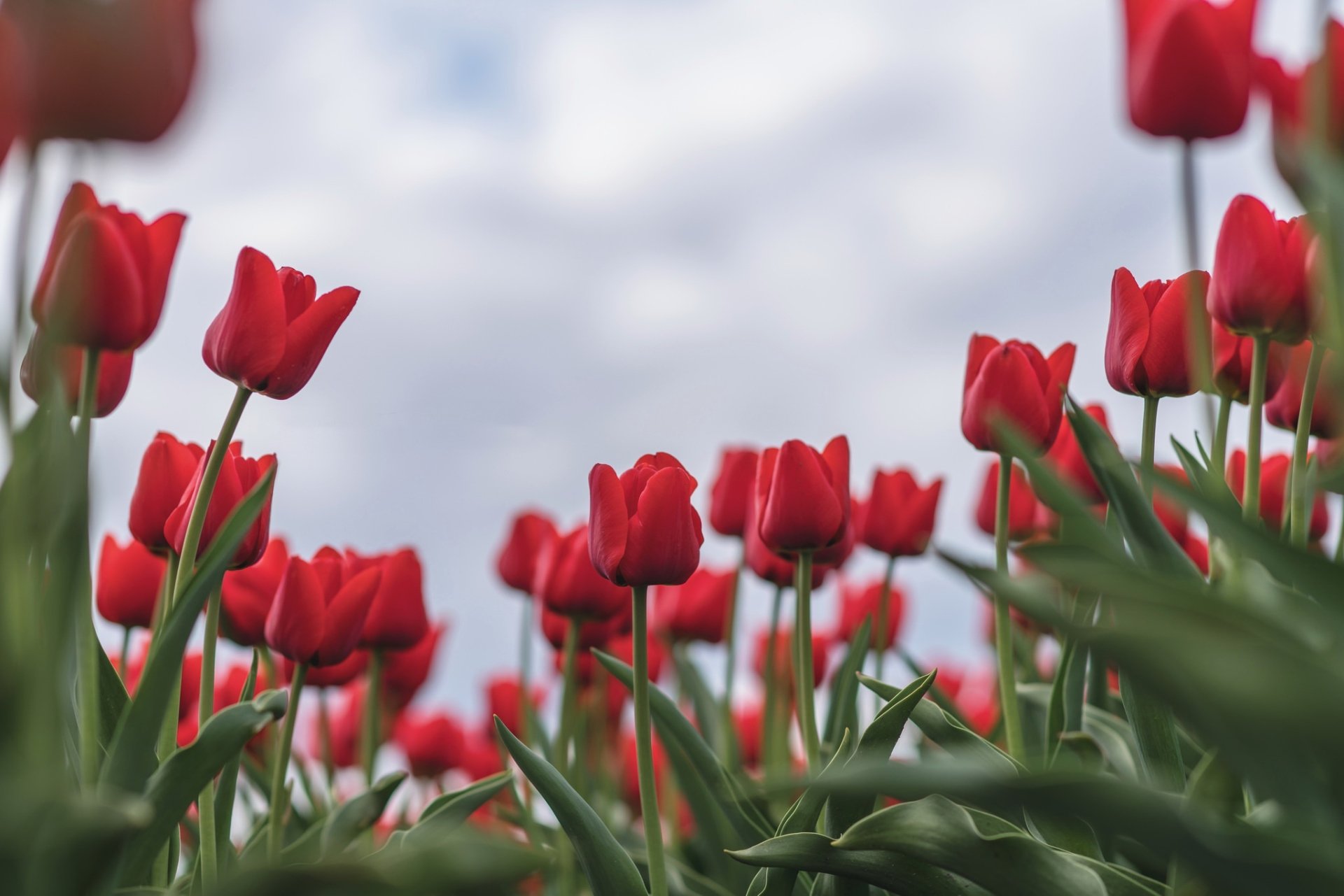 Download Close-up Red Flower Flower Nature Tulip HD Wallpaper ...