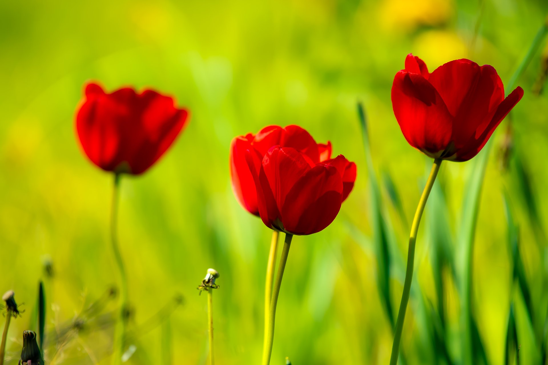 Download Close-up Red Flower Nature Tulip 4k Ultra HD Wallpaper ...