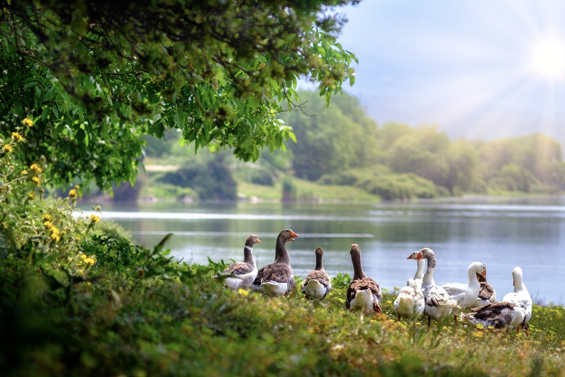 A group of geese by a calm lake surrounded by lush greenery, captured in vibrant HD quality as a serene PC desktop wallpaper background.