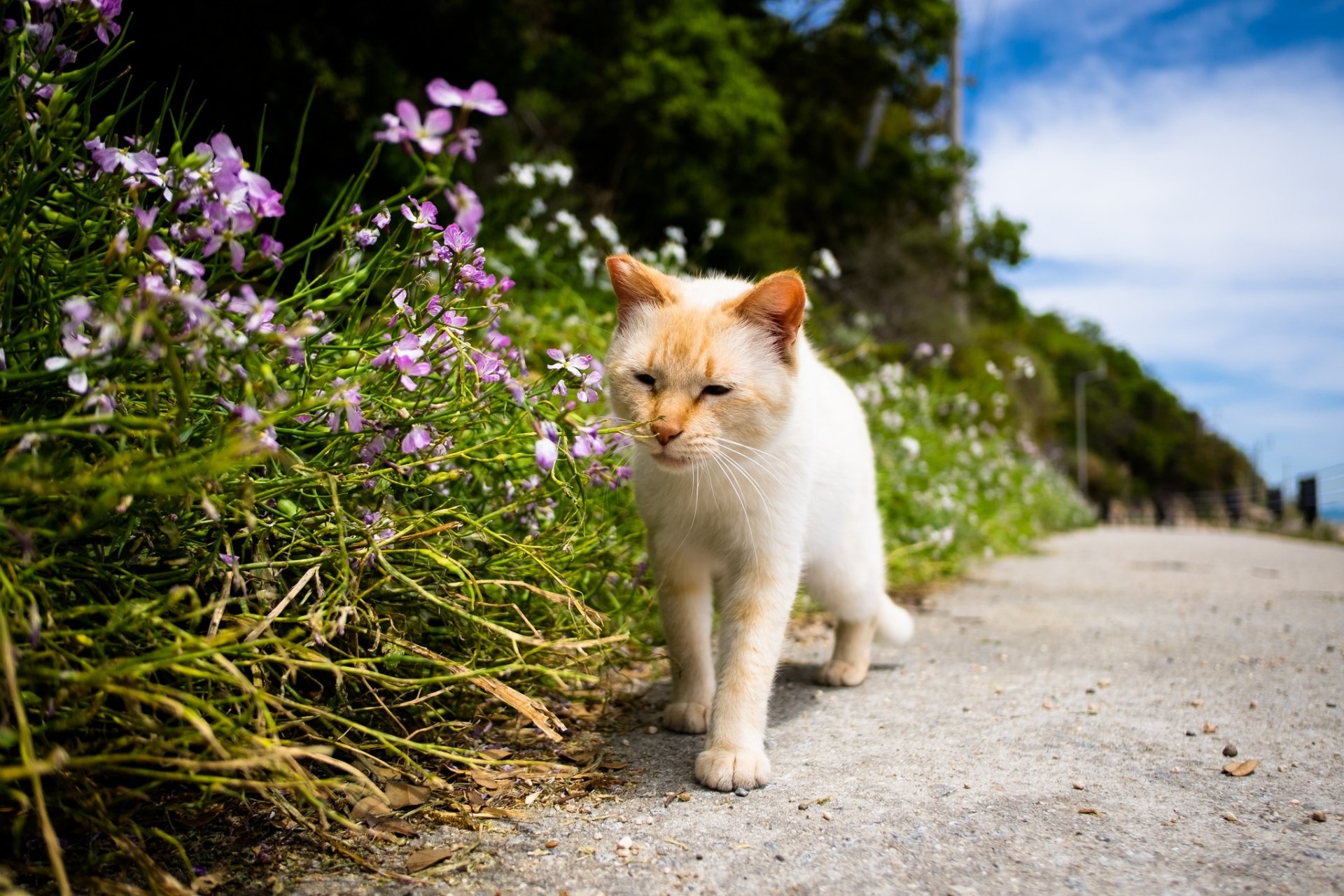 HD PC desktop wallpaper of a cream-colored cat (animal) walking along a path lined with purple wildflowers; shallow depth of field blurs the background.