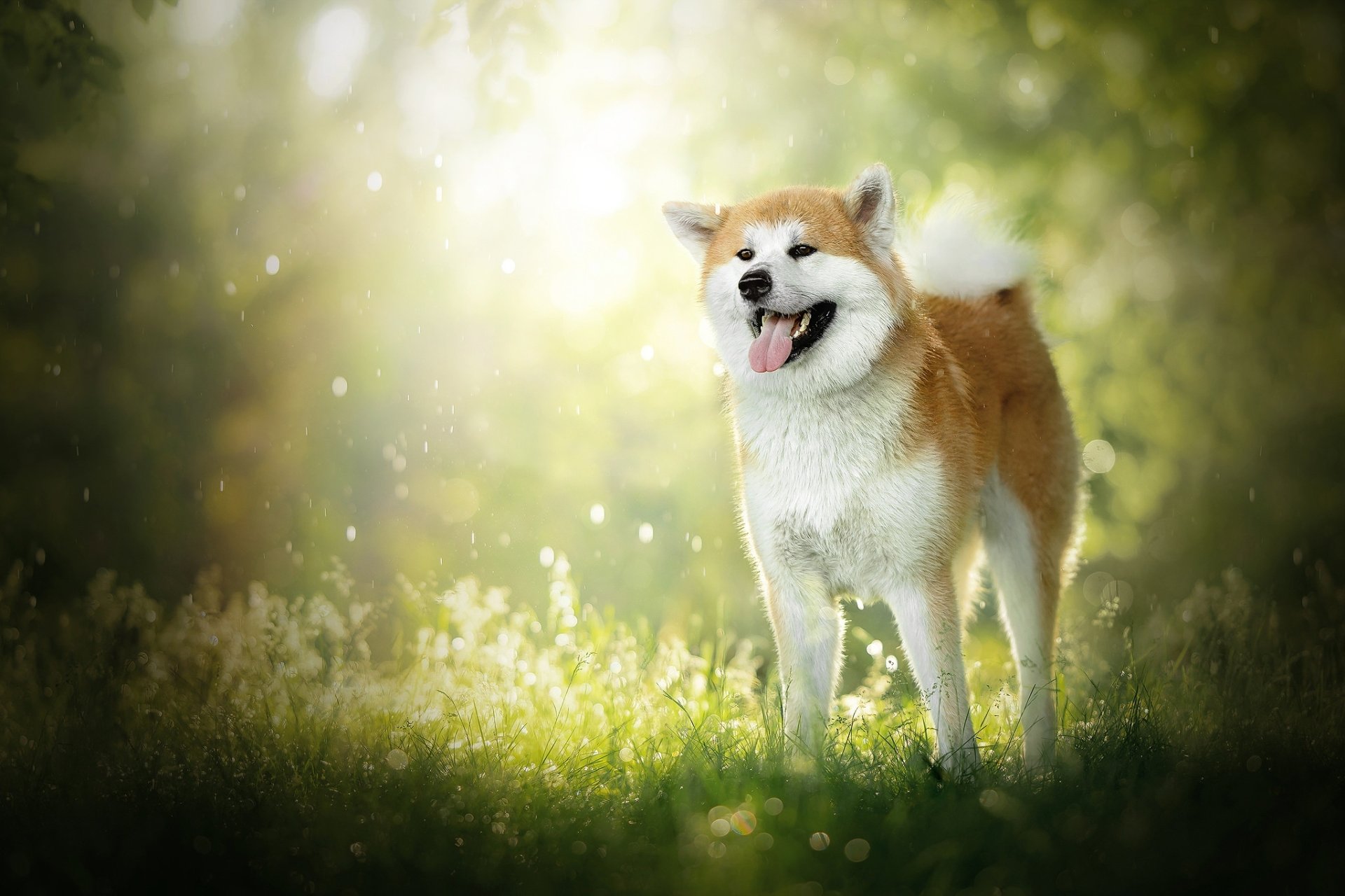 HD PC desktop wallpaper of an Akita dog (Animal) standing in a sunlit grassy clearing, tongue out and tail curled against a soft bokeh background.