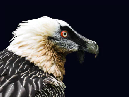 Close-up portrait of a bearded vulture, a striking bird of prey, against a dark background, captured in high definition for a desktop wallpaper.
