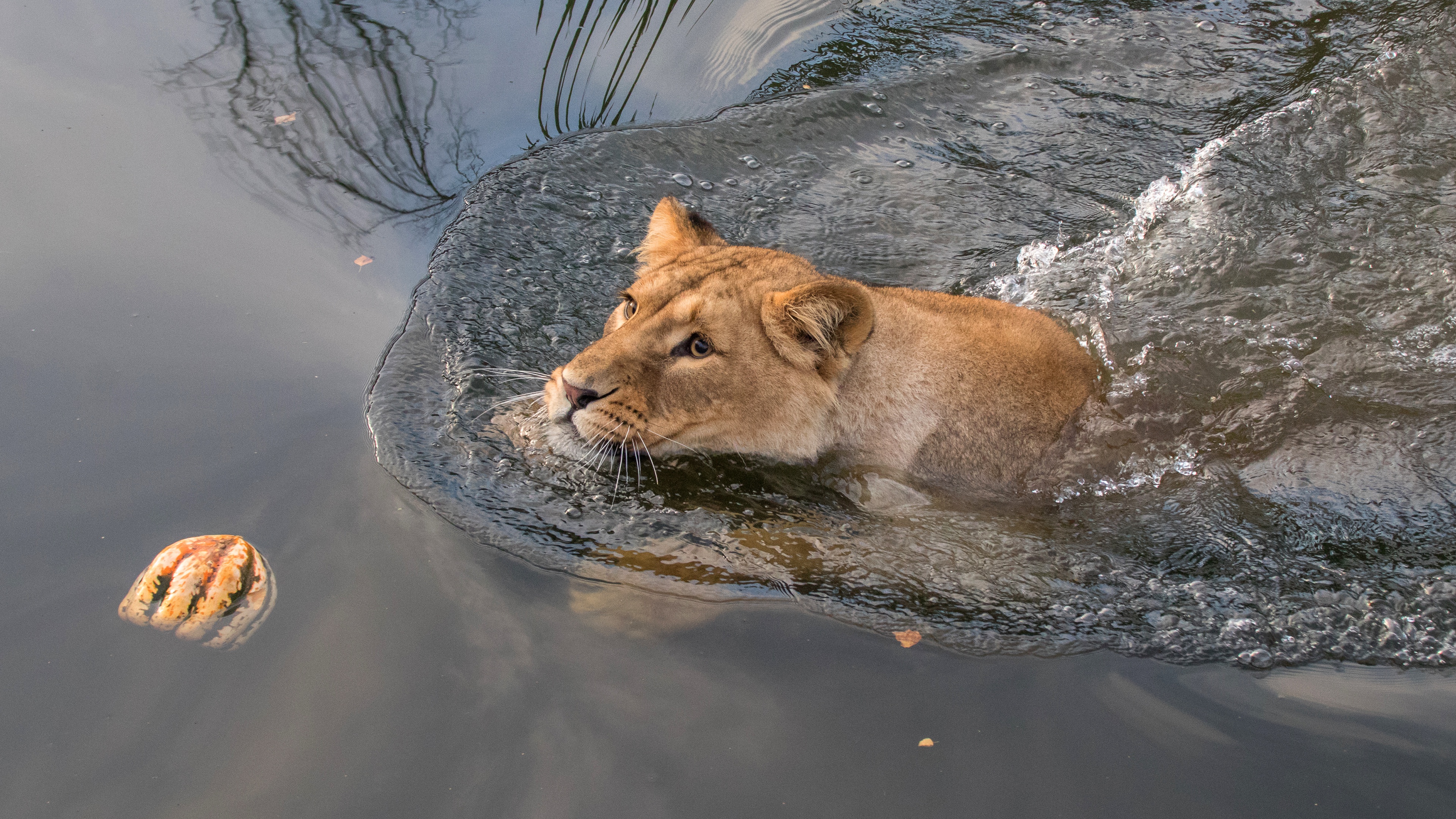 water lion wallpaper