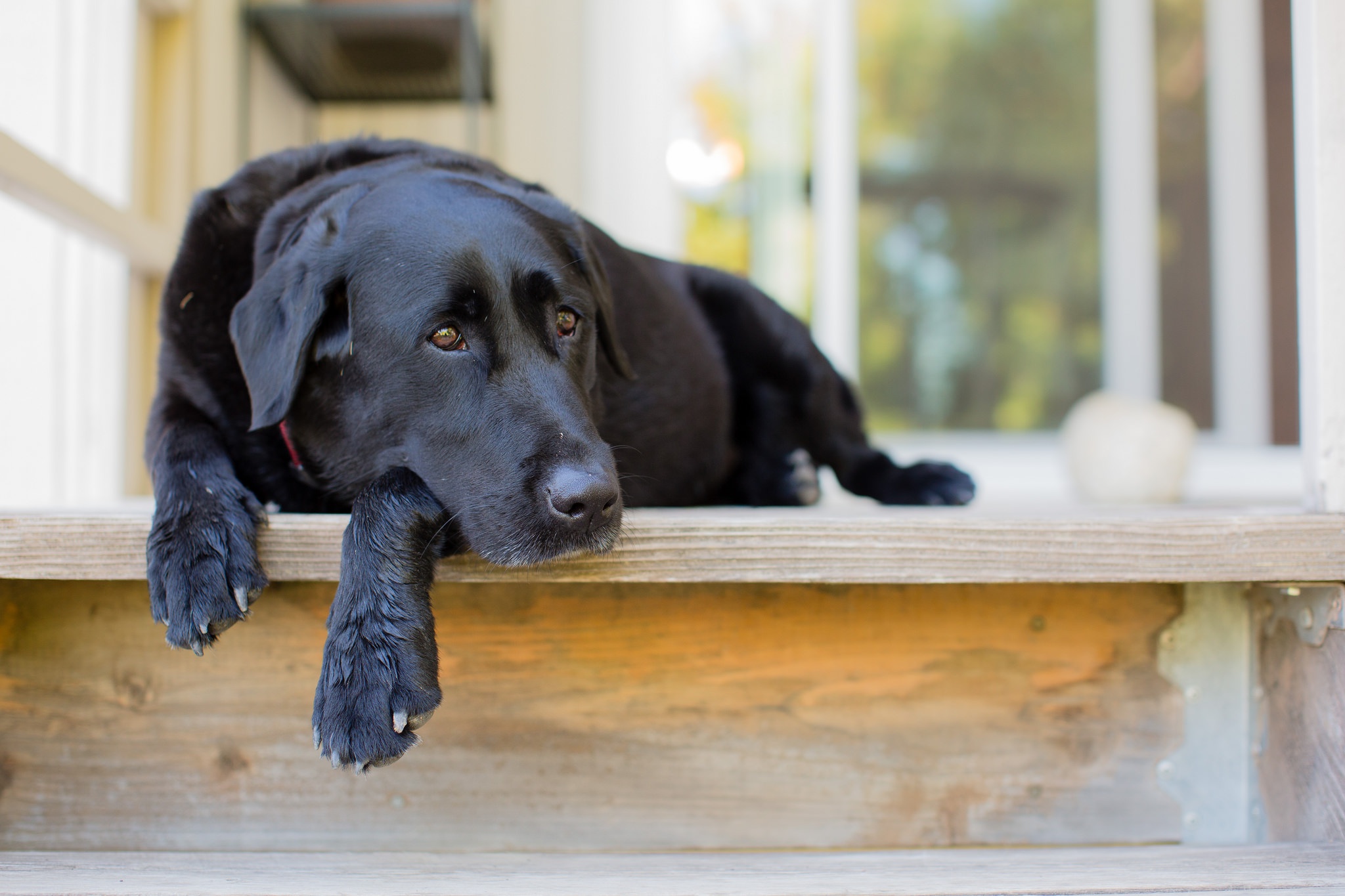 Animal Labrador Retriever HD Wallpaper