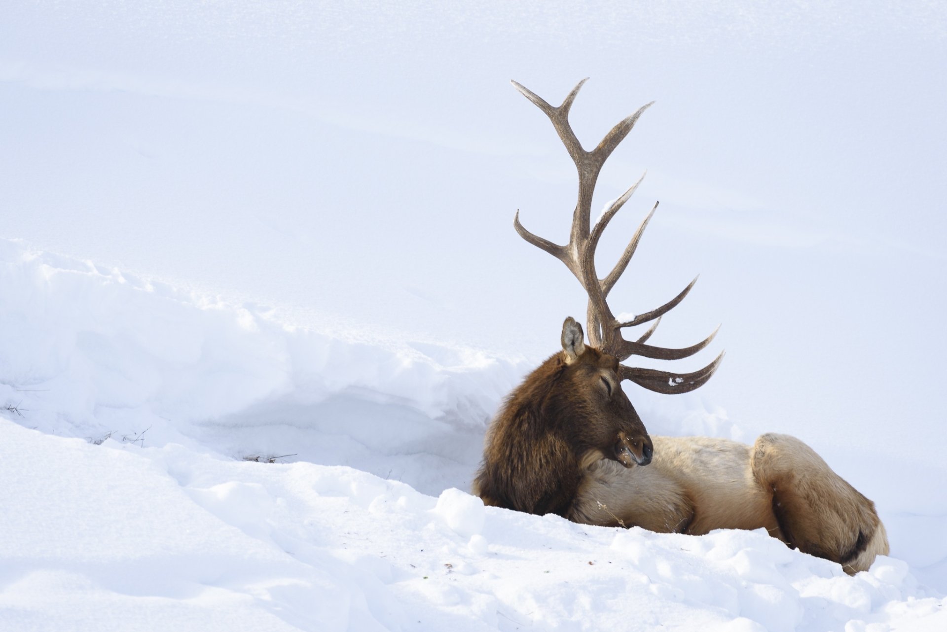 HD PC desktop wallpaper/background — a deer with sprawling antlers lying in deep snow in a quiet winter scene.