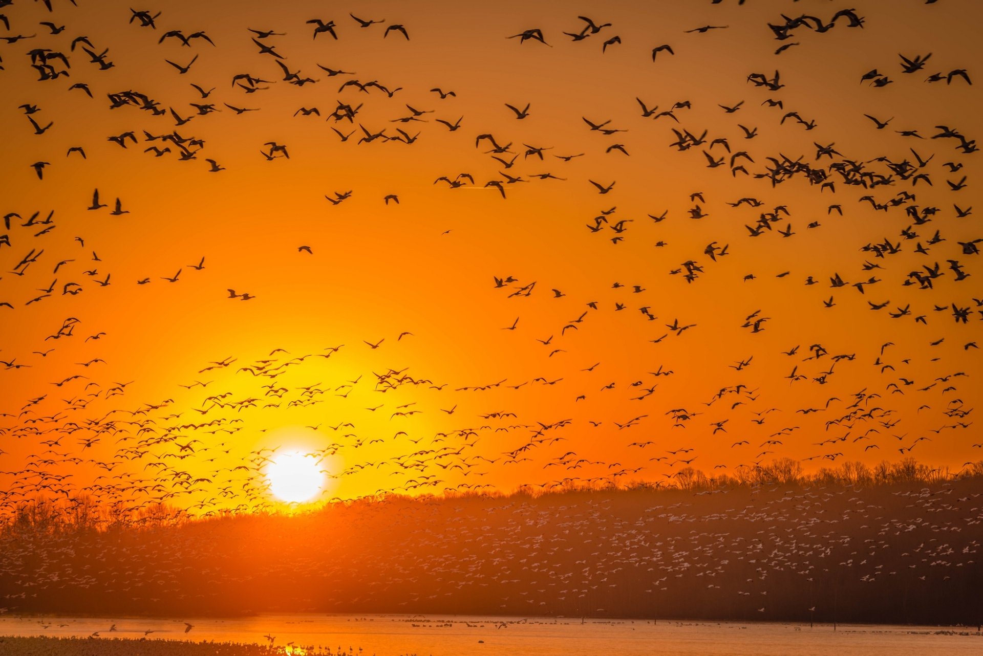 A vibrant HD PC desktop wallpaper showing a large flock of birds flying against a glowing orange sunrise sky over calm water.