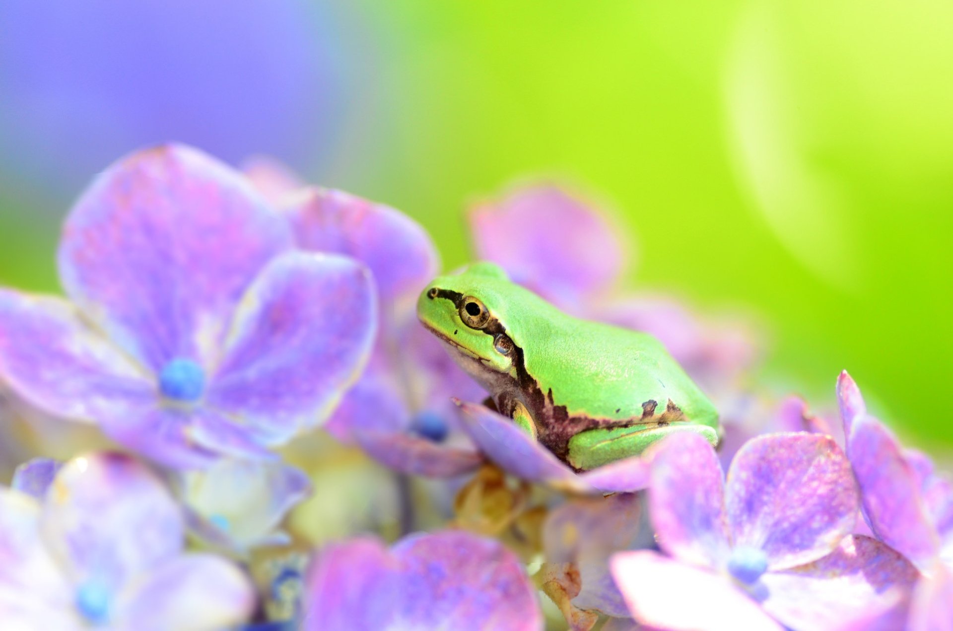 Download Macro Flower Amphibian Animal Frog HD Wallpaper