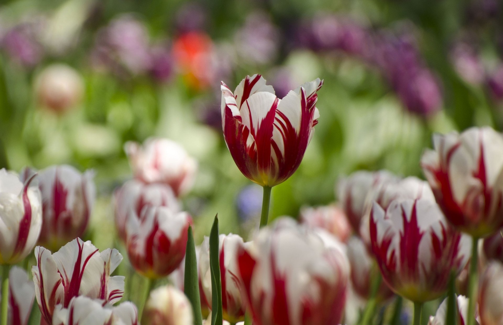 Nature Tulip HD Wallpaper