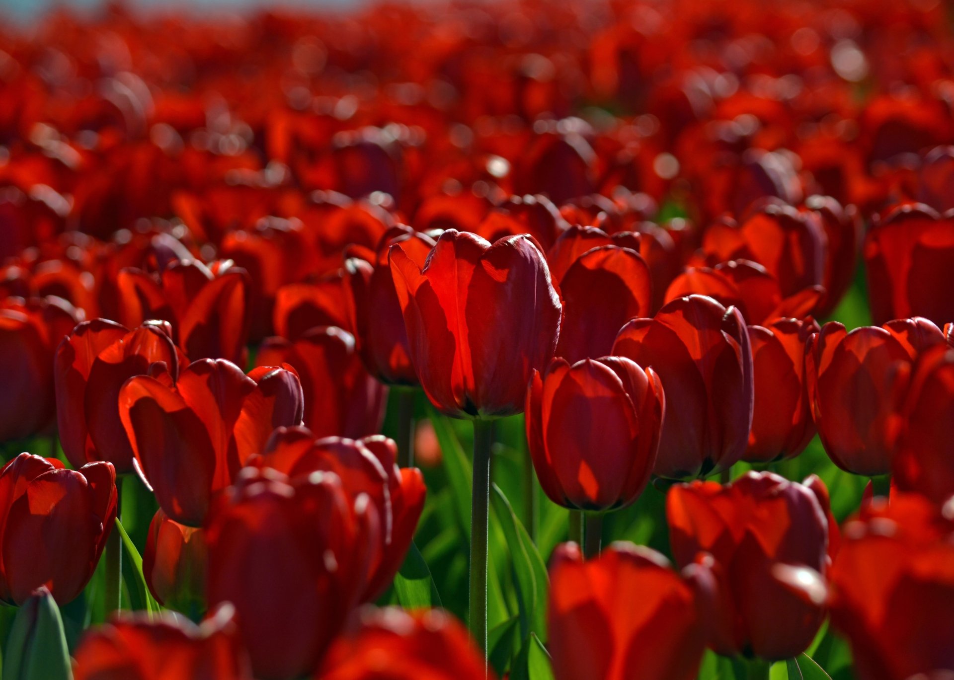 Download Close-up Red Flower Flower Nature Tulip 4k Ultra HD Wallpaper ...