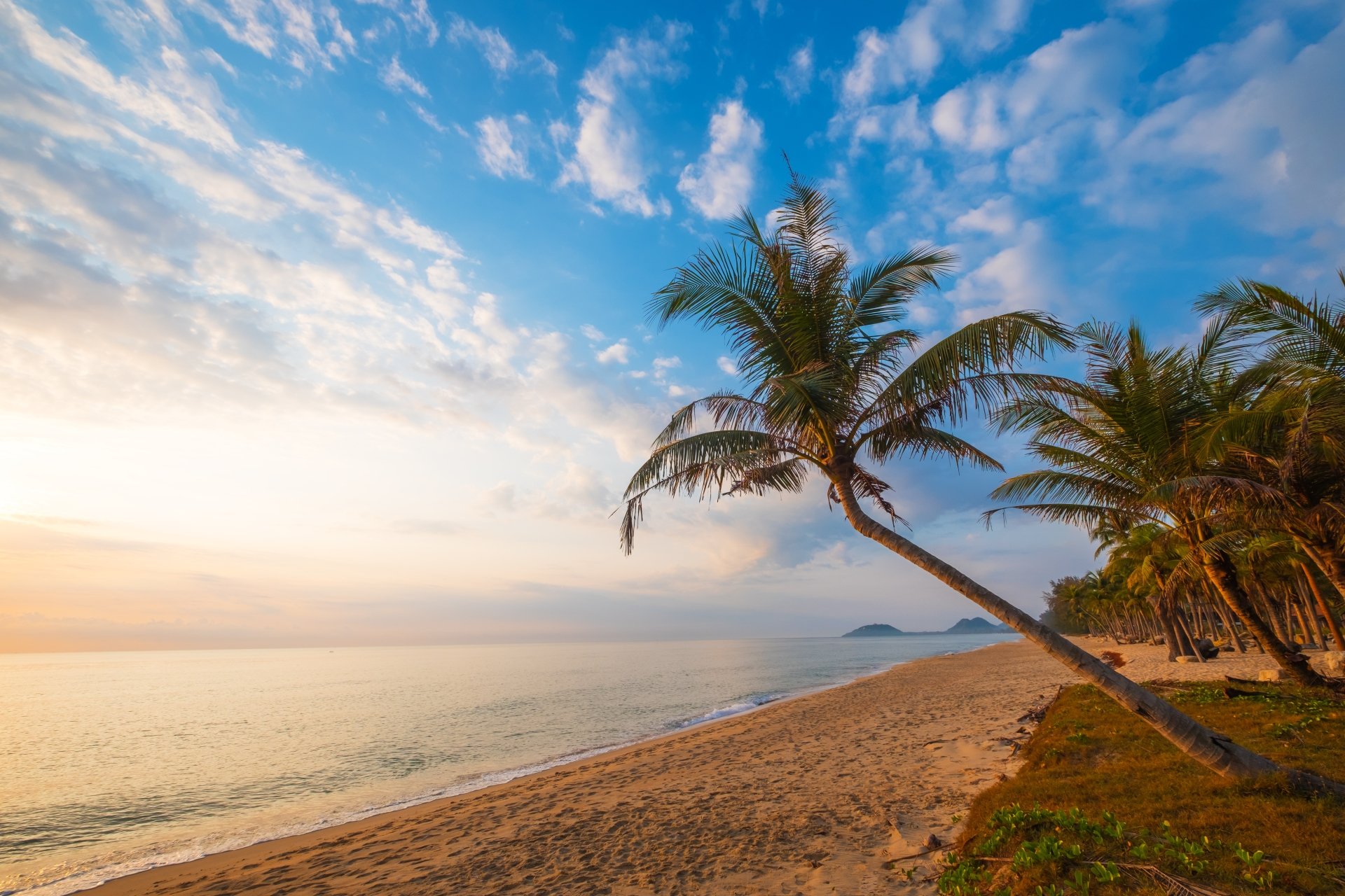 Download Palm Tree Sky Horizon Ocean Sand Nature Beach Tree 4k Ultra HD ...