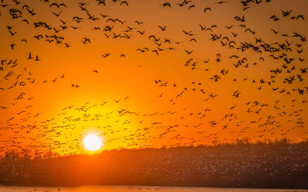 A vibrant HD PC desktop wallpaper showing a large flock of birds flying against a glowing orange sunrise sky over calm water.