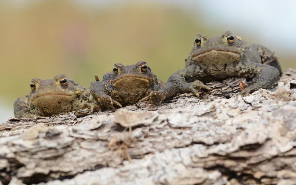 HD desktop wallpaper featuring a close-up of three toads resting on a textured tree branch against a soft, blurred background.