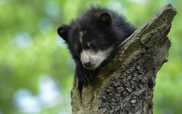 Animal Bear Bears Baby Animal Cub HD Wallpaper | Background Image