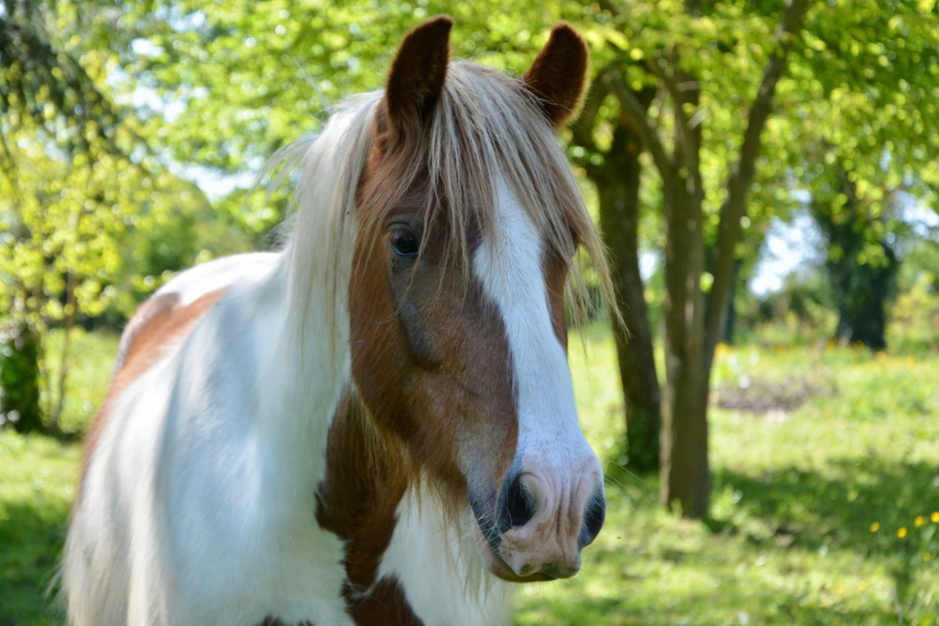 Download Depth Of Field Animal Horse 4k Ultra HD Wallpaper