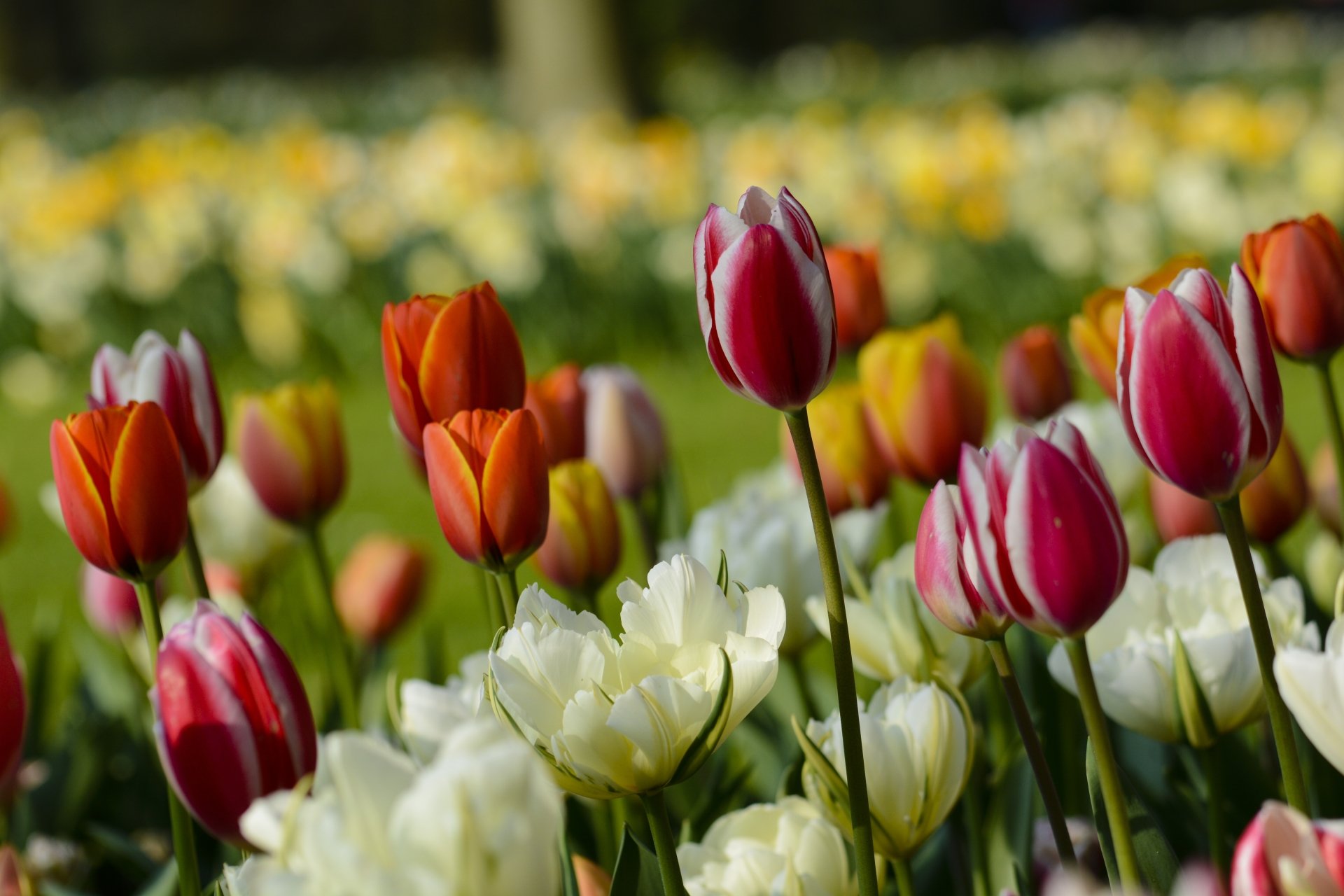 Download Red Flower White Flower Summer Depth Of Field Flower Nature ...