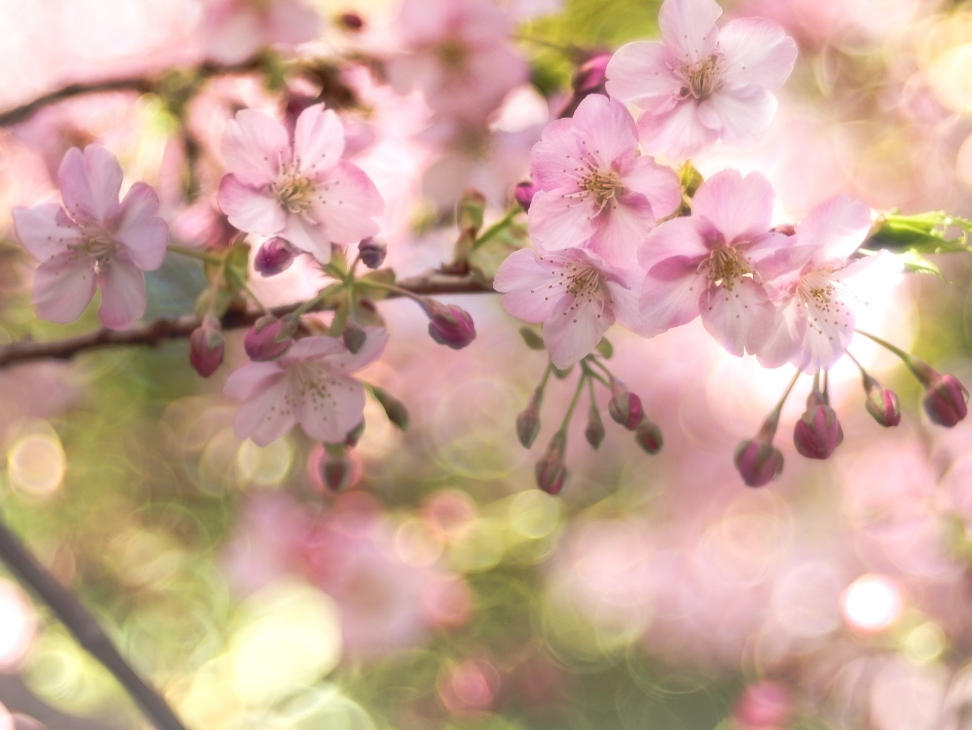 Download Bokeh Pink Flower Flower Spring Nature Blossom HD Wallpaper