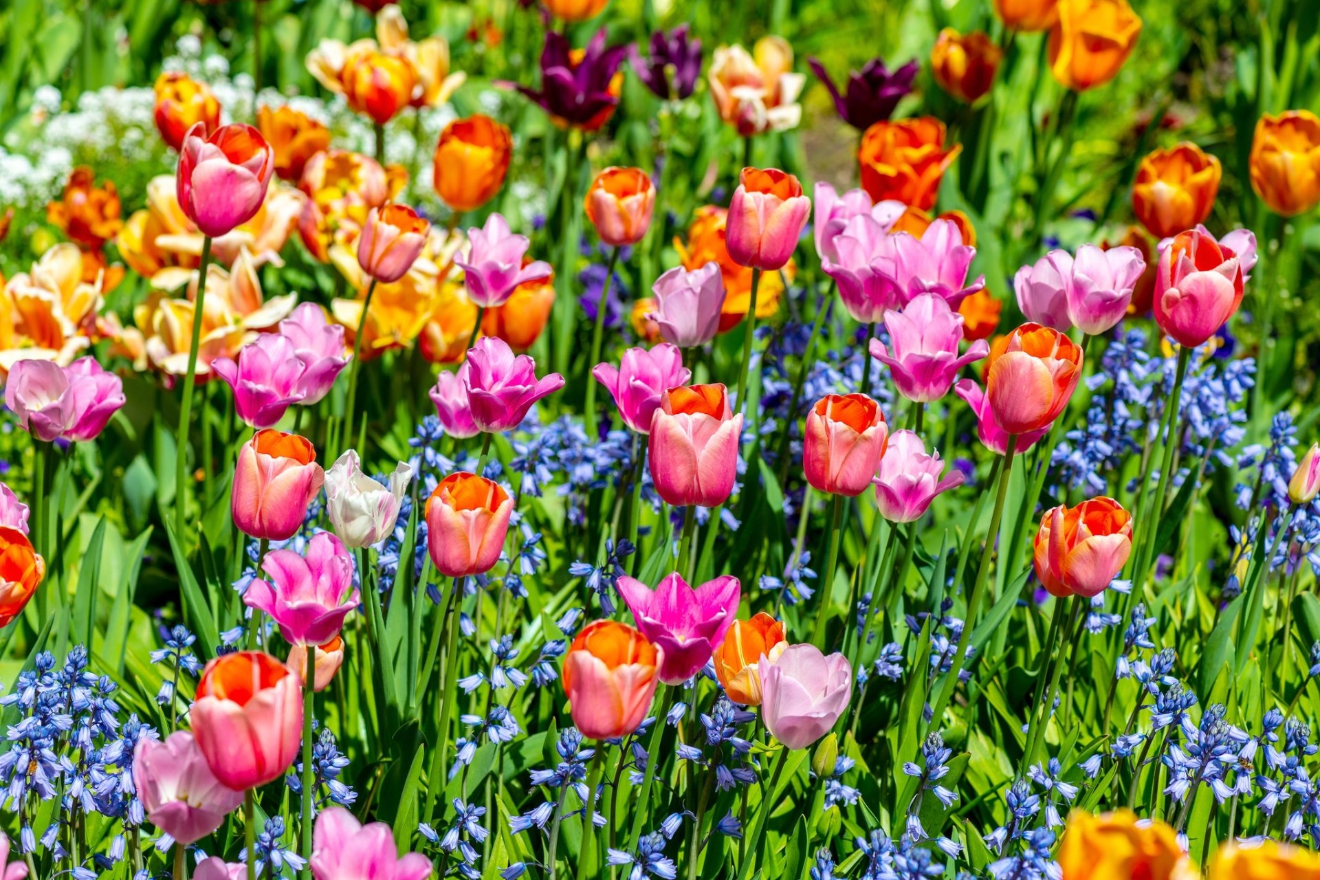 Download Tulip Summer Orange Flower Pink Flower Nature Flower HD ...
