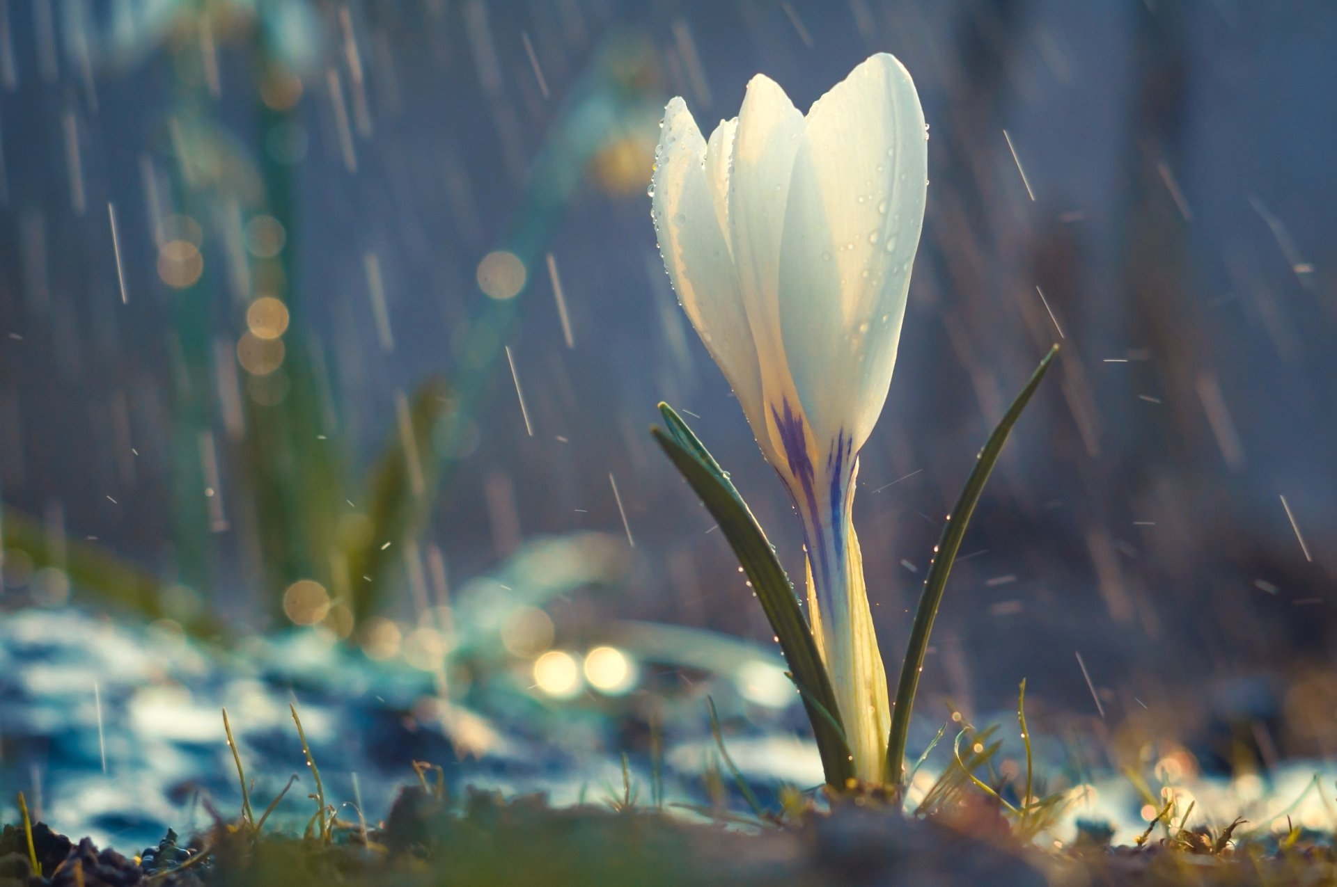 Download Rain Macro Flower Nature Crocus 4k Ultra HD Wallpaper