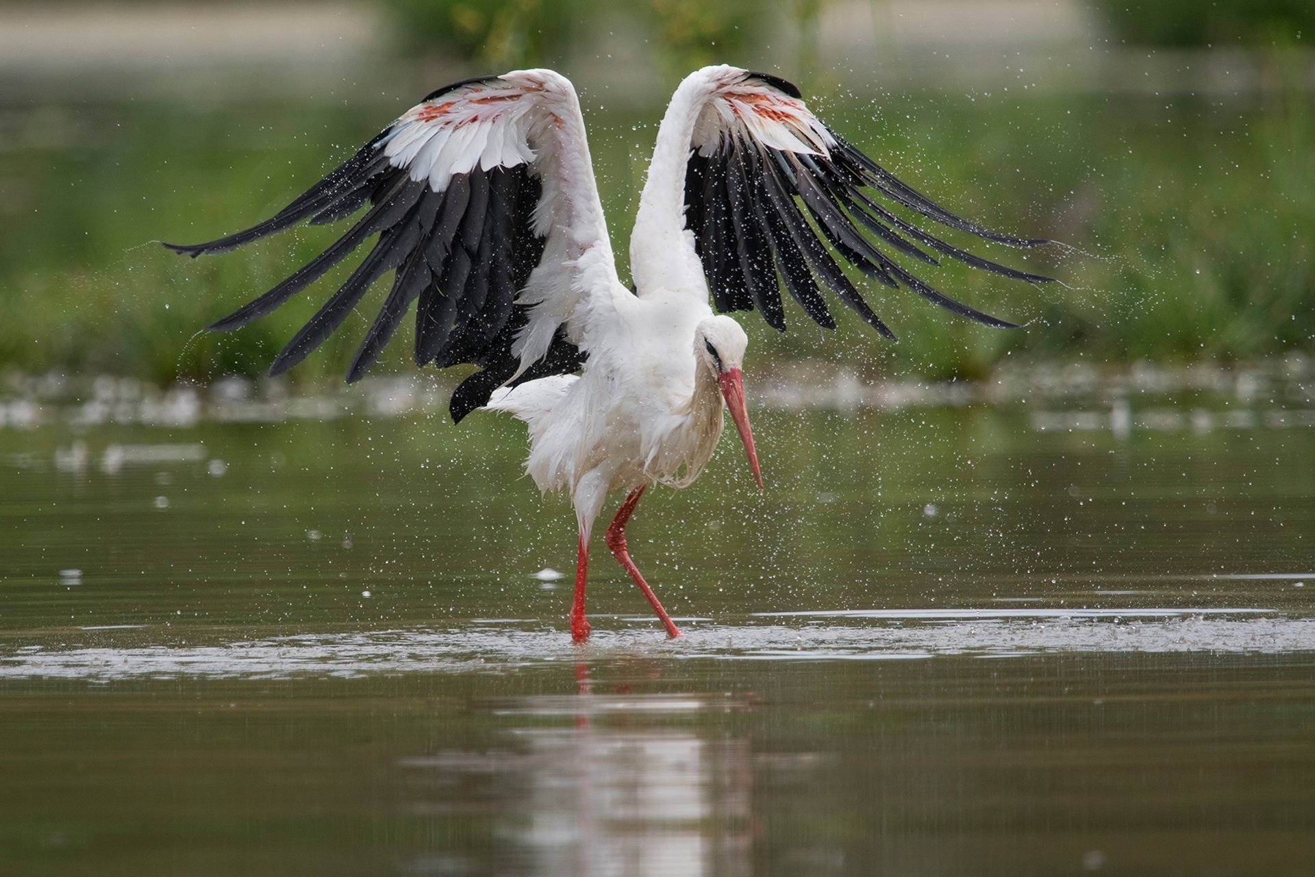 Download Bird Stork Animal White Stork HD Wallpaper