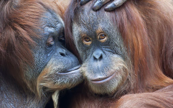 Close-up of two orangutans showing detailed facial expressions, captured as a 4K Ultra HD PC desktop wallpaper featuring primate and monkey themes.