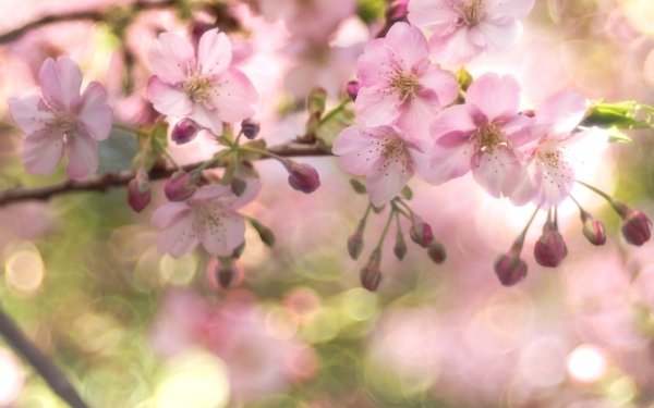 Earth Blossom Flowers Nature Spring Flower Pink Flower Bokeh HD Wallpaper | Background Image