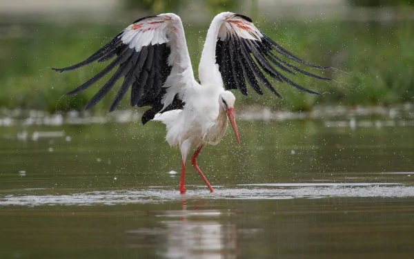 HD PC desktop wallpaper and background of a white stork bird (Animal) wading in shallow water with wings outstretched and red legs and bill.