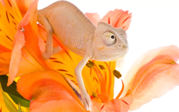 Animal chameleon HD Desktop Wallpaper | Background Image