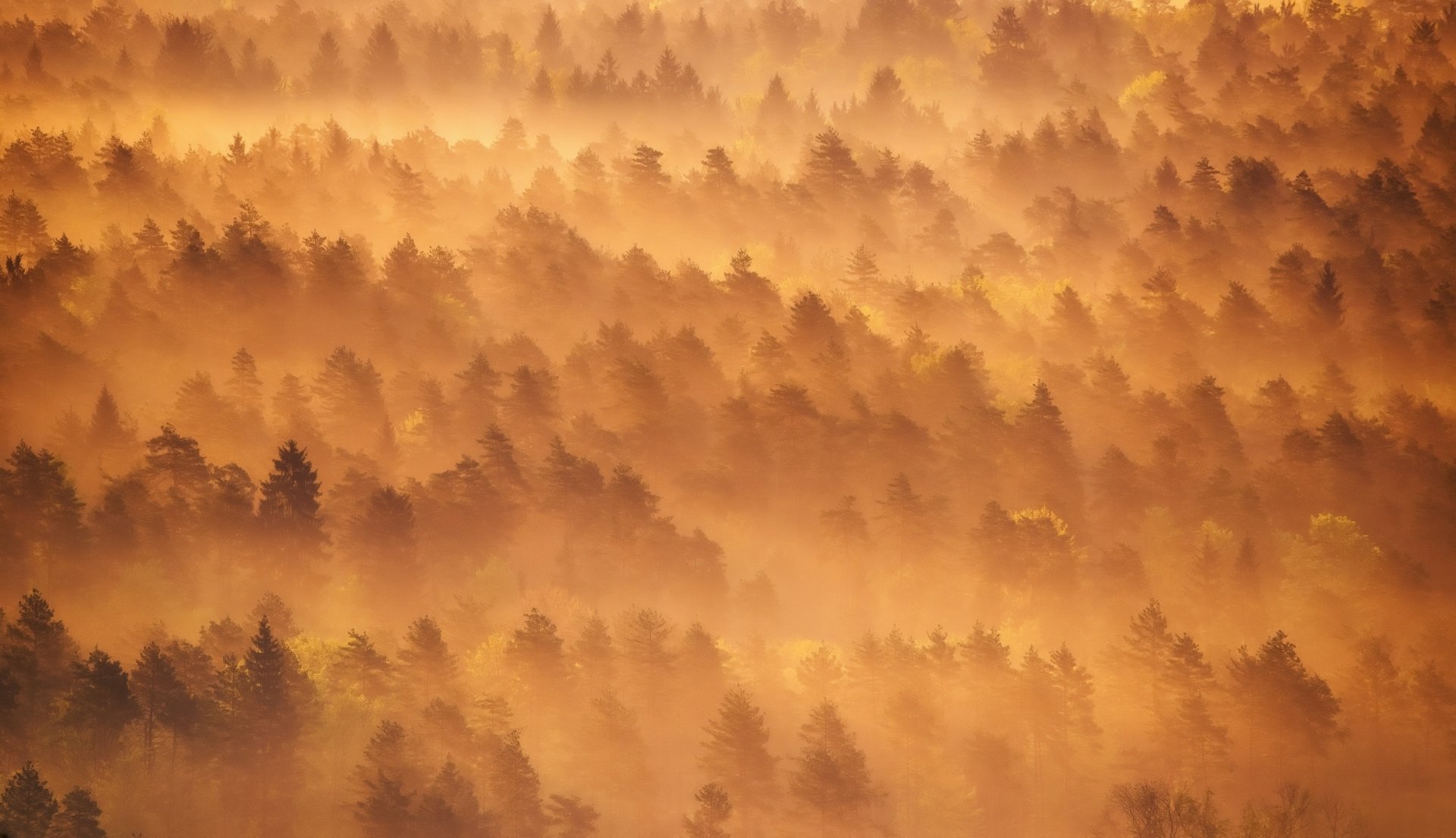 Amber Mist Over the Forest — Aerial 2K Quad HD Wallpaper | 2965x1707 ...