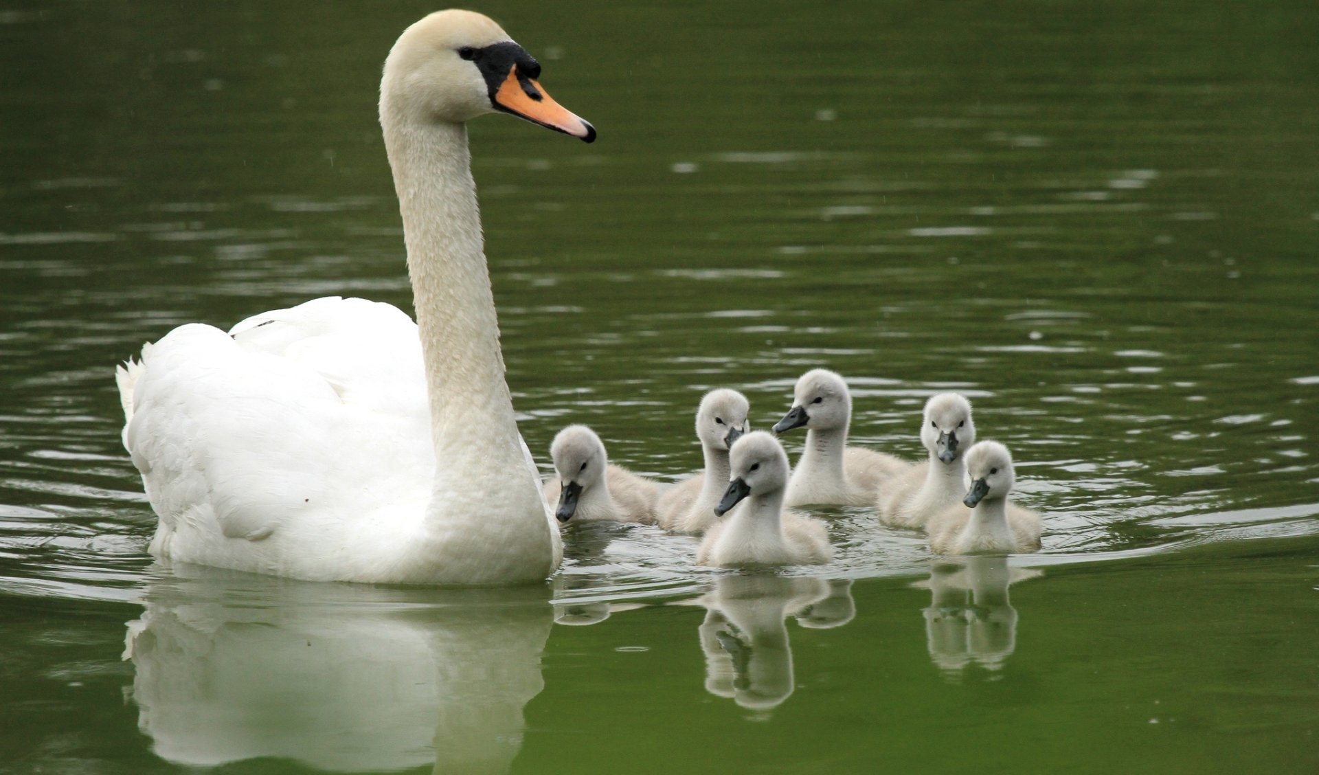 Download Baby Animal Bird Swan Animal Mute Swan HD Wallpaper