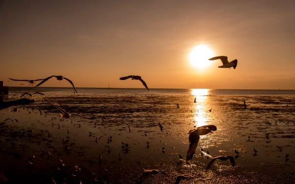 sunset Animal seagull HD Desktop Wallpaper | Background Image