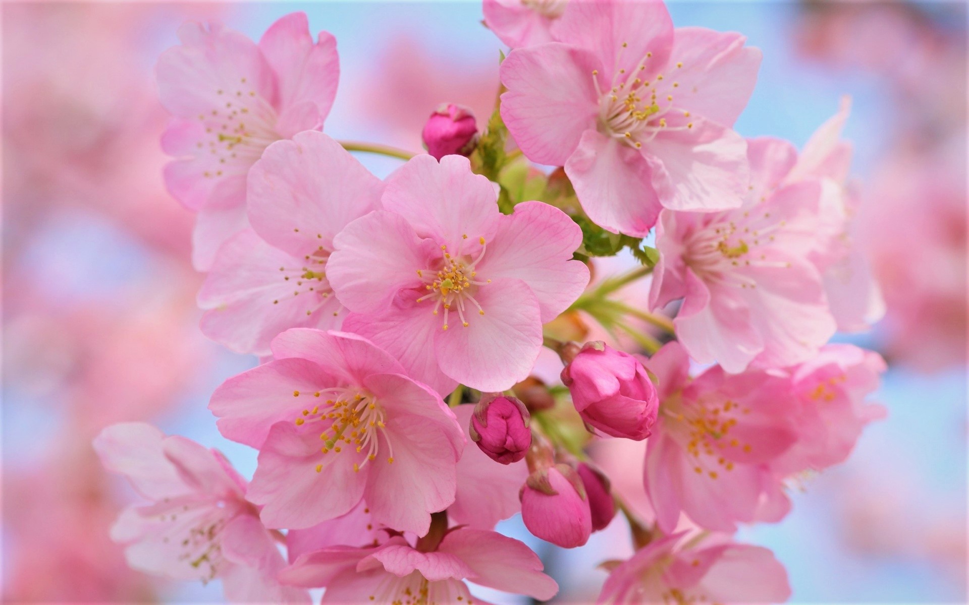 Download Pink Flower Flower Close-up Cherry Blossom Nature Blossom HD ...