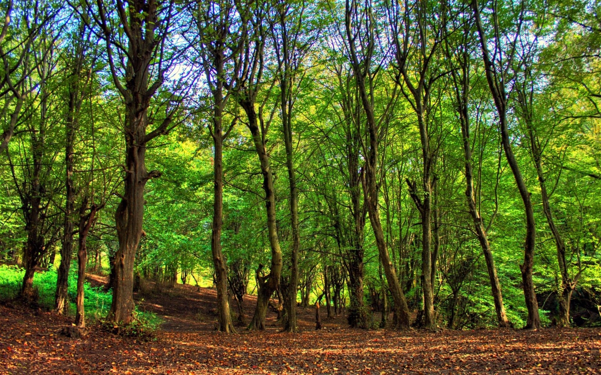 Download Greenery Tree Nature Forest HD Wallpaper