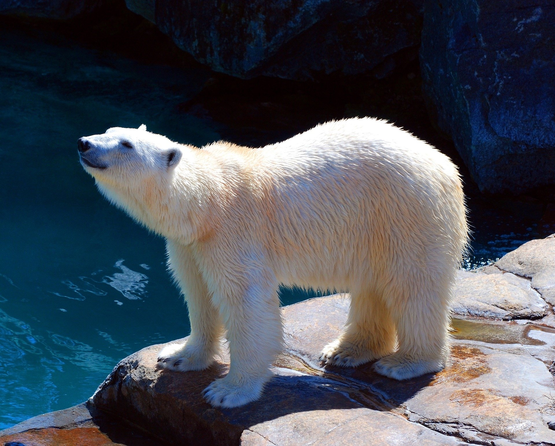 HD desktop wallpaper featuring a polar bear standing on rocks by water in a zoo setting, highlighting the animal's white fur against a dark background.