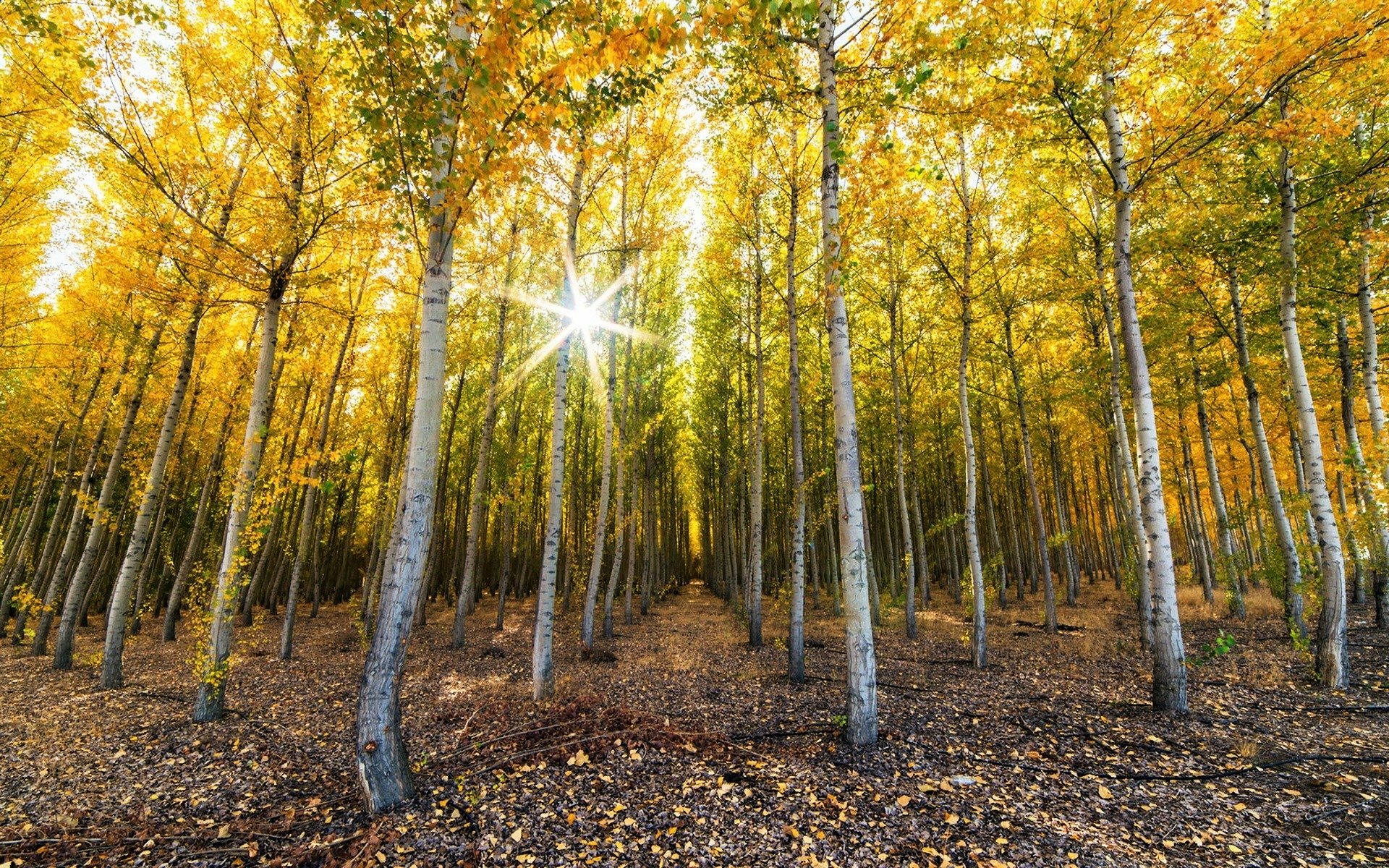 Autumn Birch Forest HD Wallpaper | Background Image  