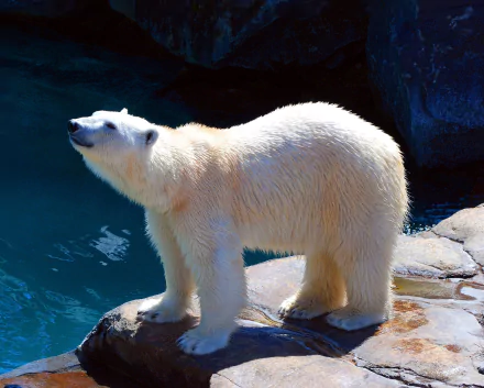 HD desktop wallpaper featuring a polar bear standing on rocks by water in a zoo setting, highlighting the animal's white fur against a dark background.