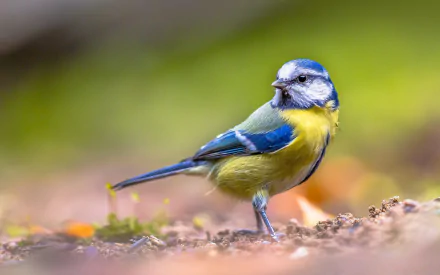 blue tit bird Animal titmouse HD Desktop Wallpaper | Background Image