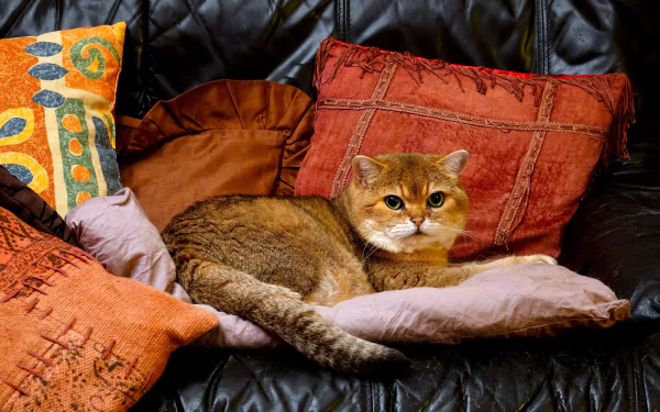 cushion Animal cat HD Desktop Wallpaper | Background Image